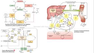 síntesis colesterol regulación transporte bioquímica Harper [upl. by Atiugal]