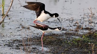 Blacknecked Stilt Mating [upl. by Yerfoeg973]