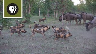 Wild Dogs Take on Wildebeest [upl. by Kiri]