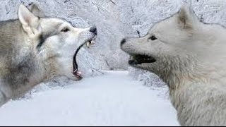 Siberian Husky vs Samoyed  Highlights [upl. by Anahsor199]