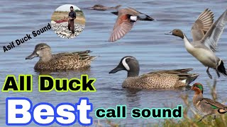 All duck best call sound 2023  New Ducks call  Pintail teel Gadwal mallard ducks call voice [upl. by Hook]