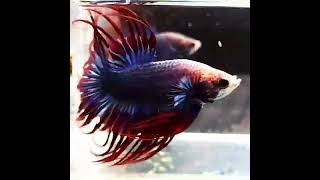 Crowntail betta [upl. by Ahsya18]