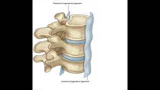 Two Minutes of Anatomy Anterior Longitudinal Ligament [upl. by Theressa]