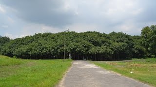 The Great Banyan  Widest tree in the world at Indian Botanic Garden Howrah KOlkata [upl. by Airdua711]