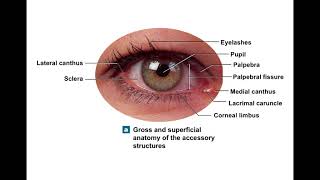 Chapter 17 Special Senses Classroom Lecture [upl. by Snehpets]