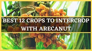 ARECANUT INTERCROPPING BEST 12 CROPS TO INTERCROP WITH AREACANUT  MIXED CROPPING IN ARECANUT [upl. by Dart]