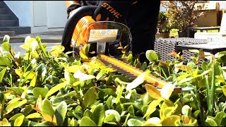 STIHL HSA 66 Cordless Hedge Trimmer Review [upl. by Star292]