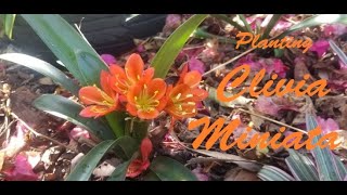 Getting to Know Clivia Miniata Pt2  Propagation and Planting [upl. by Asus293]