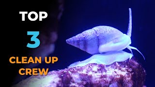 Ep 4 Adding My TOP 3 MUSTHAVE Clean Up Crew CUC  Blue Reef Tank [upl. by Millie]