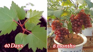 Growing grapes from seeds is very easy with 3 steps [upl. by Atalie]