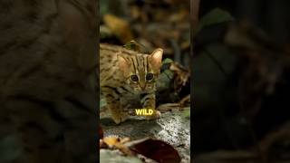 The worlds smallest cat  the rusty spotted cat shorts cat rustyspottedcat [upl. by Dric467]