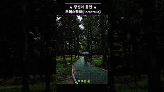 내 곁엔 언제나 당신이당신이 듣던Forestella music [upl. by Atteuqram]