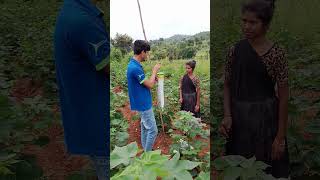 Pheromone trap phenomenon pink bollworm insectspest controltrending short video agriculture [upl. by Sibbie150]