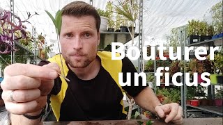 TUTO Bouturer un Ficus [upl. by Enaamuj]