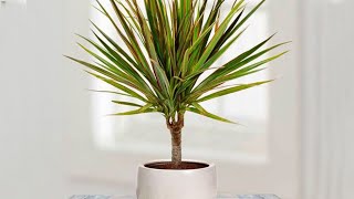 How to propagate DRACAENA MARGINATA from cuttings  DRAGON TREE care [upl. by Haroppizt]