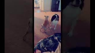 Funny Dog Dancing  كلب يرقص على اغنية و يهز Funnydogs Funnyshorts Funnypets Dancingdog Dogs [upl. by Akkin]