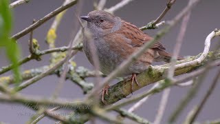 Dunnock Prunella Modularis singing  Heckenbraunelle singt [upl. by Enrica]