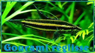 Parosphromenus sp    Osphronemidae  Gourami réglisse  ParisFrance  112017 [upl. by Nylaf]