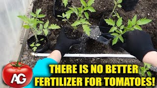 There is no better fertilizer for tomatoes Bring it in when planting seedlings [upl. by Assirol]