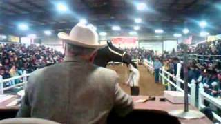 Gordyville Draft Horse Auction Steve Andrews [upl. by Socem]