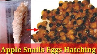 Apple Snails Eggs Hatching  1 to 30 days Upgradation [upl. by Kylie]