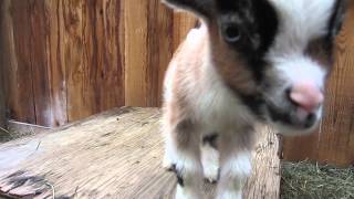 One Week Old Baby Goats Playing [upl. by Akimak815]