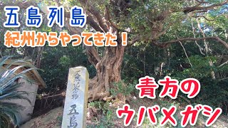 五島列島 「青方のウバメガシ」を見てきたよ！ [upl. by Acul]