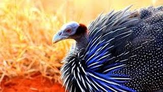 Rare Colourful bird with Artistic Feathers  Vulturine Guinea Fowl At Mysore Zoo [upl. by Ohploda]