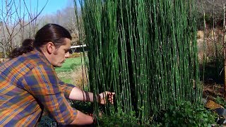 Poda de la cola de caballo o Equisetum hyemale  Decogarden  Jardinatis [upl. by Noivart927]