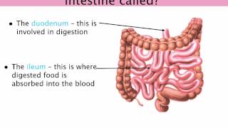 IGCSE 26 Digestive system Duodenum gall bladder liver and pancreas Ms Cooper [upl. by Cini906]