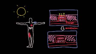 Thermoregulation in the cardiovascular system [upl. by Enovad]