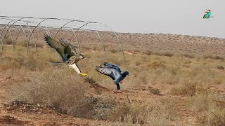 Amazing video of a falcon chasing its homing pigeon [upl. by Assirialc]