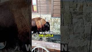 Who is that outside 😱 Theres water FLOODING up the basement 😐🏠🦬 bison buffalo bisons buffalo [upl. by Aurlie]