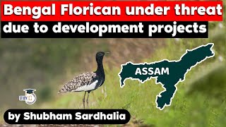 Critically endangered Bengal Florican under threat due to development projects  Assam Civil Service [upl. by Enylrac]