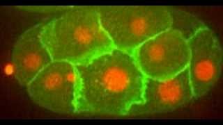 Asymmetric cell division in early embryo of C elegans [upl. by Newol]