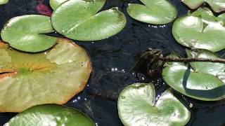 Grenouille mange une mouche  Slow motion [upl. by Southard]