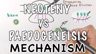 Neoteny Vs Paedogenesis  Mechanism of Neoteny [upl. by Enirahtac659]