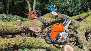 Clearing a big blowdown oak Stihl 461 Husqvarna 362xp and Makita 7900 chainsaws getting firewood [upl. by Nanerb]