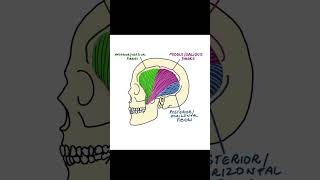 Muscles of Mastication  part 2  Temporalis Muscle [upl. by Doowle]