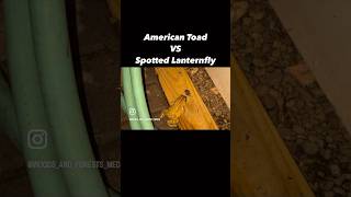 American toad vs Spotted Lanternfly insects toad frog naturelovers nature africanclawedfrog [upl. by Fortuna180]