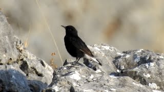 Black Wheatear Oenanthe leucura [upl. by Borlow970]