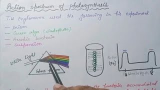 TW Engelmanns experiment  Action spectrum of photosynthesis Botany  Class11NEET [upl. by Aber]