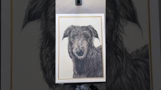 Watch this drawing start to finish dog deerhound timelapse [upl. by Bruyn]