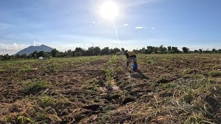 PATABA NA SA KALAMANSI AT TANIM NADIN NG SILING TAIWAN [upl. by Kosse]