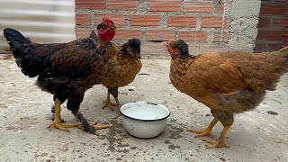 Sacando su máximo potencial de la gallinas criollas mejoradas [upl. by Oivat]