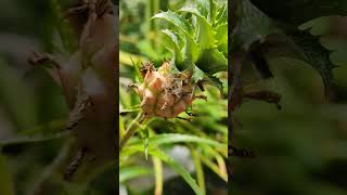 Moth caterpillar making its abode moth caterpillar  mothcaterpillar kerala [upl. by Burrus47]