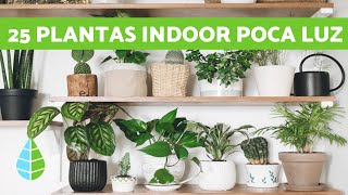 25 PLANTAS de INTERIOR RESISTENTES con POCA LUZ [upl. by Skelton880]