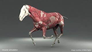 Weta Digital Horse FEM Simulation [upl. by Sasha]