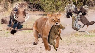 The Best Battles Of The Animal World  Harsh Life of Wild Animals Warthog Vs Lions Ostrich [upl. by Reisch]