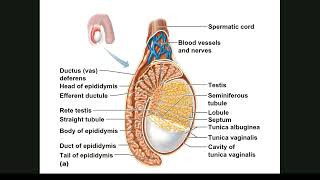 014 Reproductive System Male [upl. by Shanda]